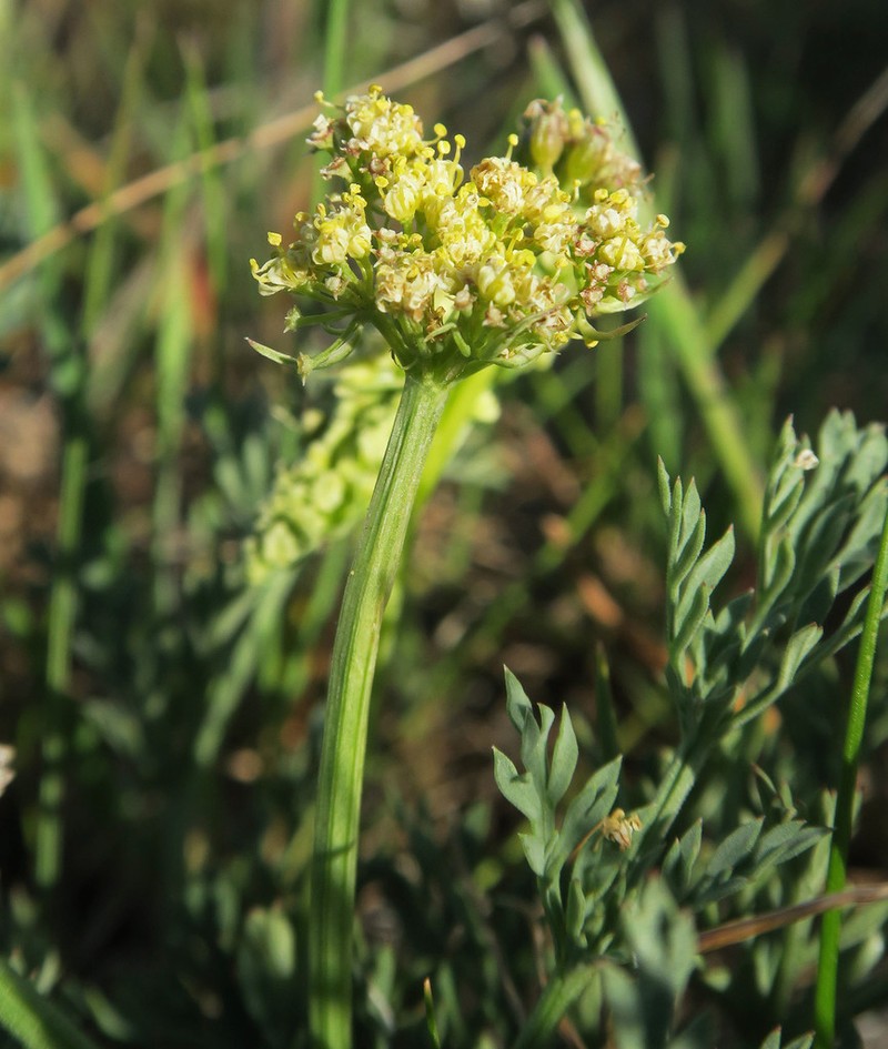 Peck's Desertparsley photo 4