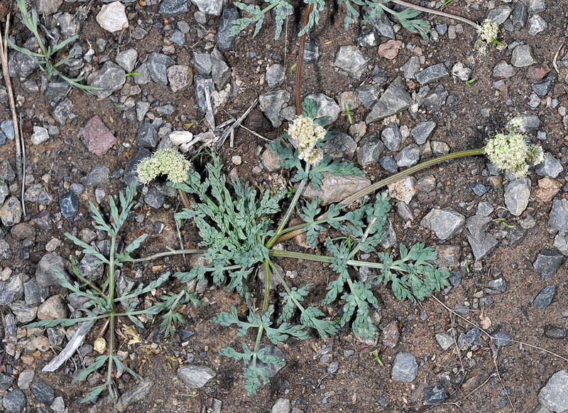 Peck's Desertparsley photo 5
