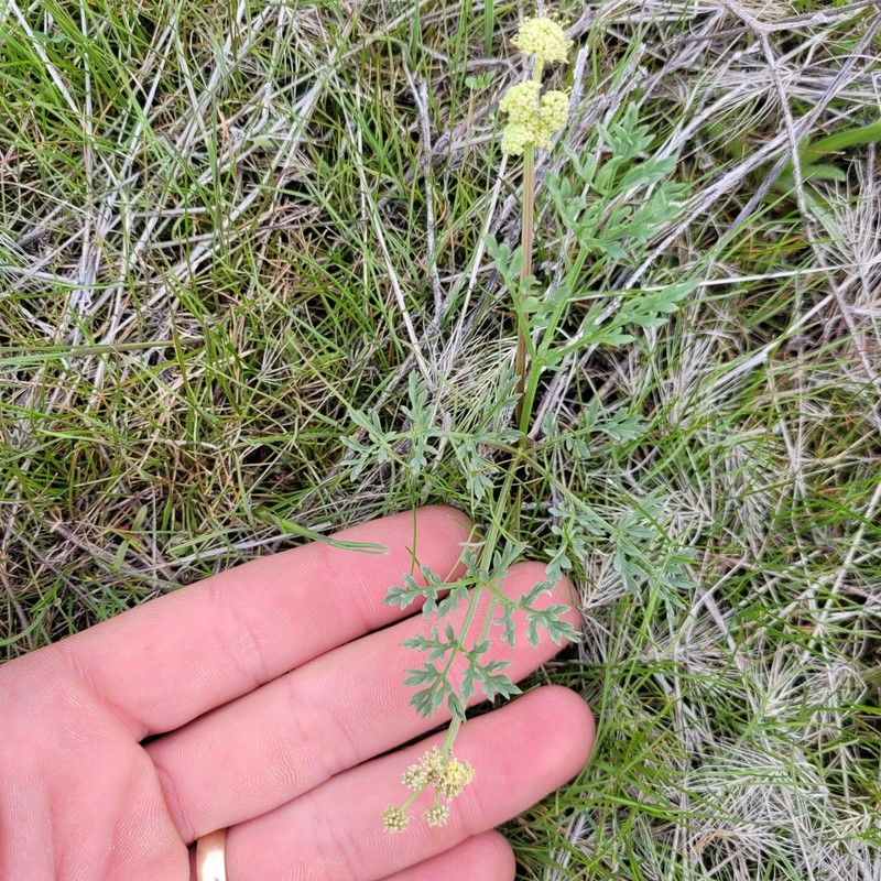Peck's Desertparsley photo 6