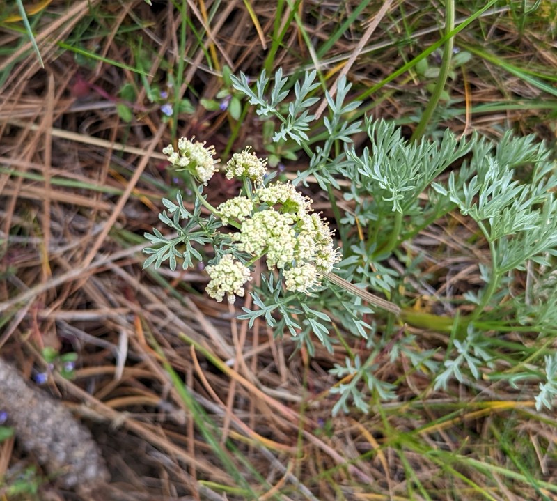 Peck's Desertparsley photo 7