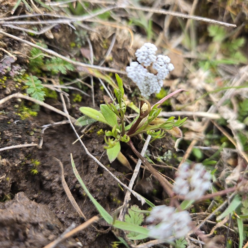 Indian Biscuitroot photo 2