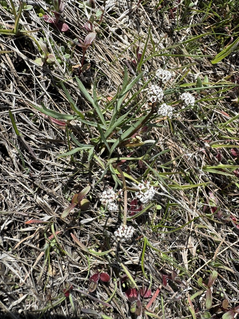 Indian Biscuitroot photo 4