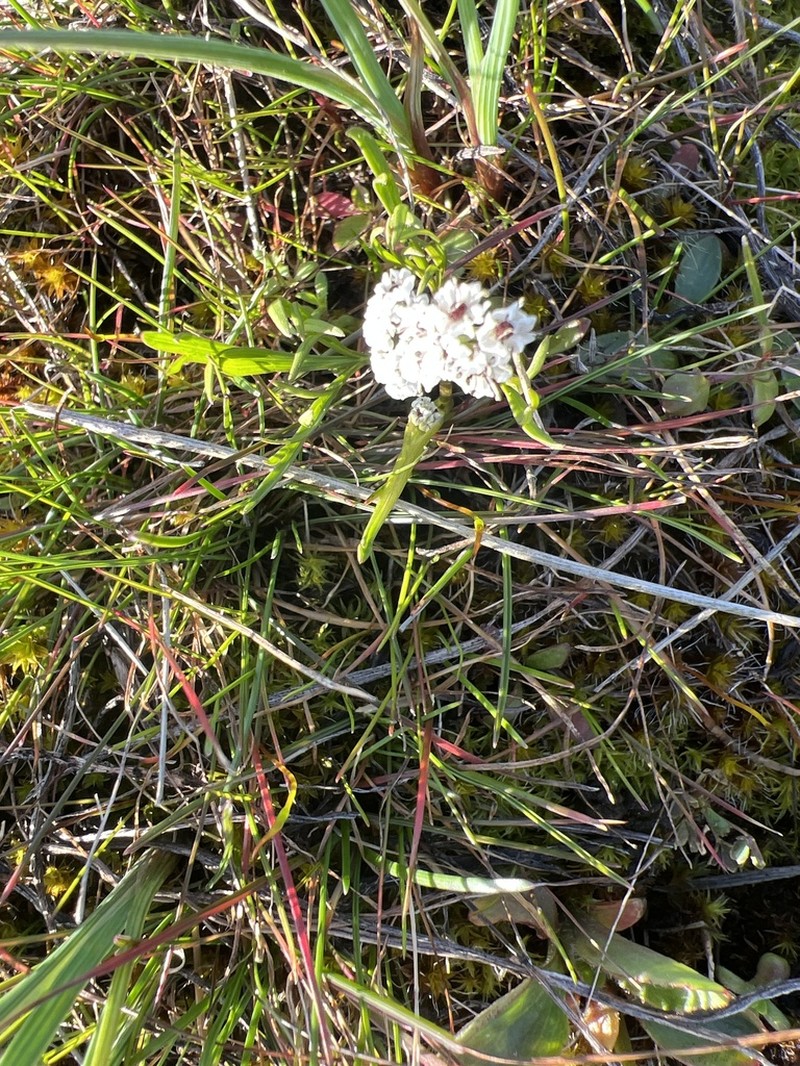 Indian Biscuitroot photo 5
