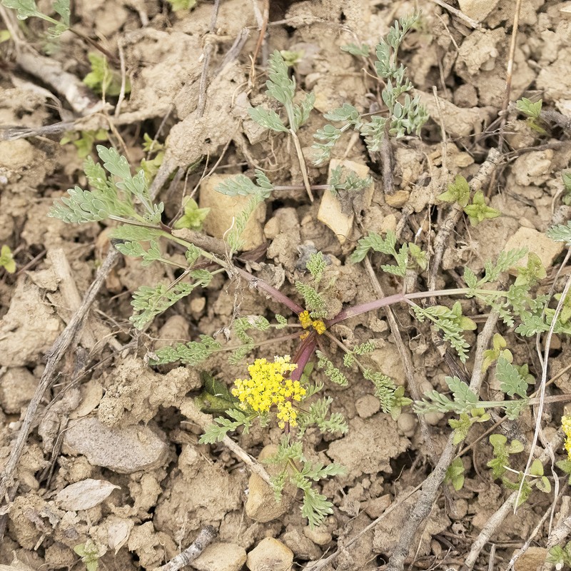 Rocky Mountain Springparsley