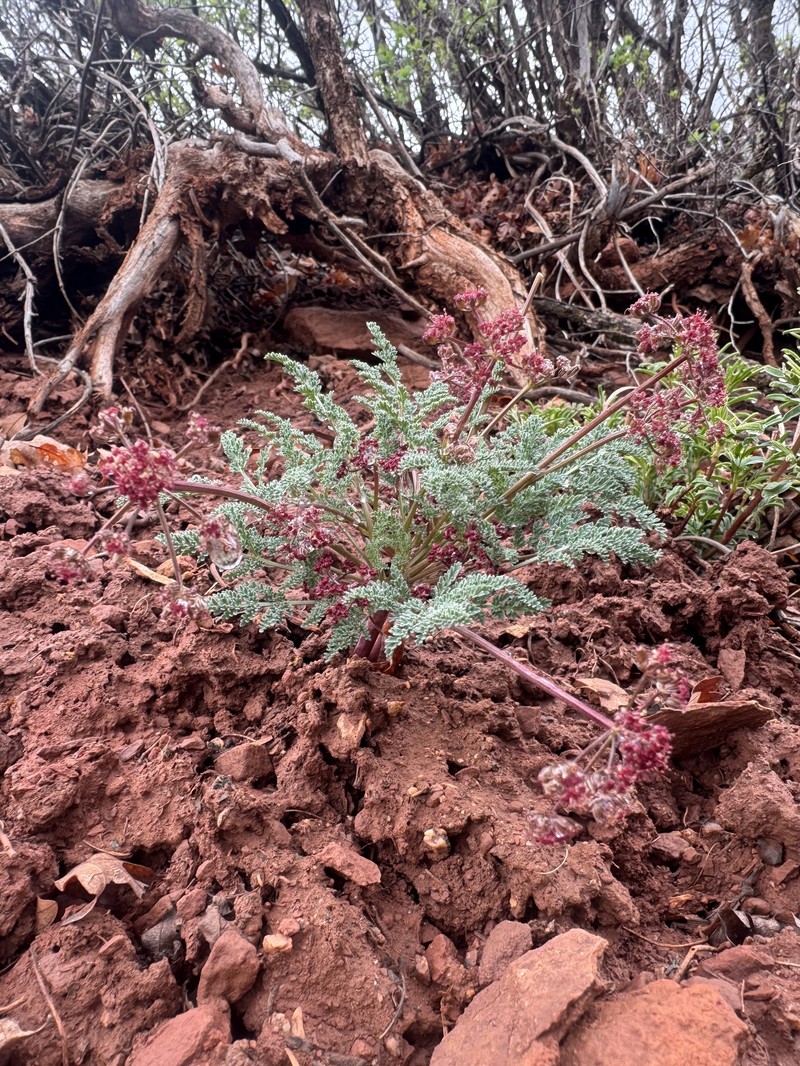 Rocky Mountain Springparsley photo 2