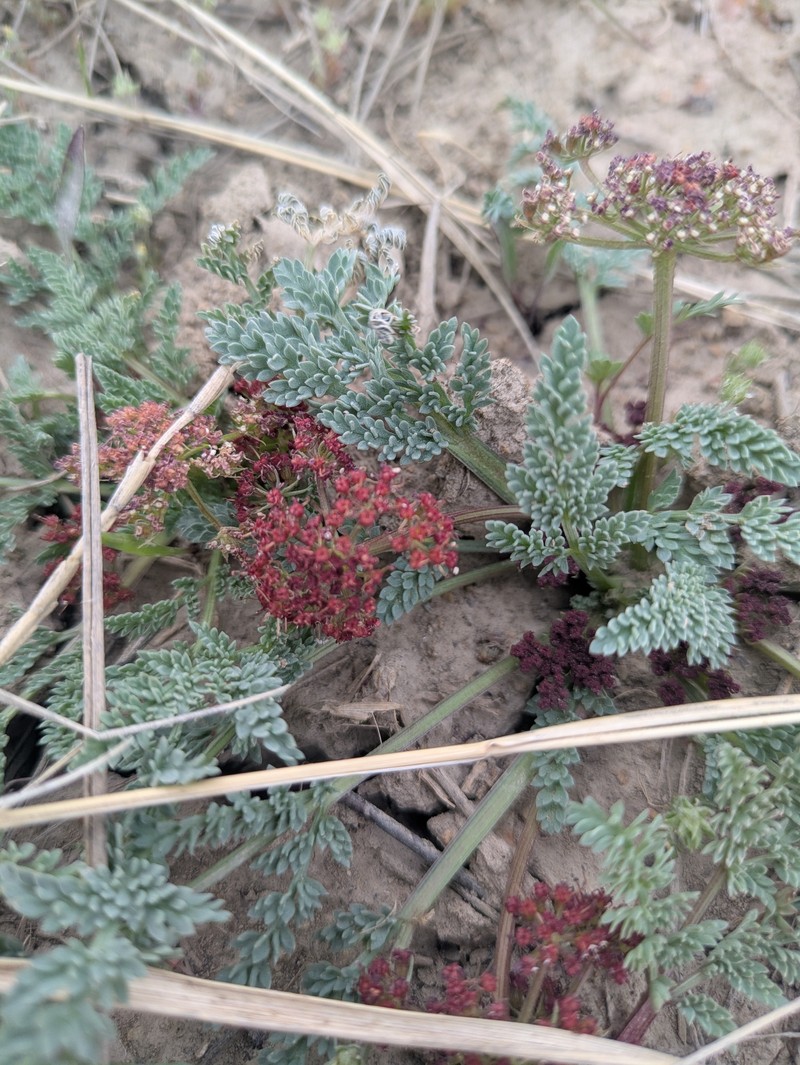 Rocky Mountain Springparsley photo 3