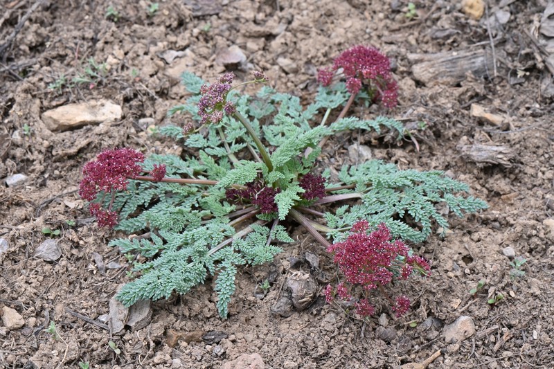 Rocky Mountain Springparsley photo 4
