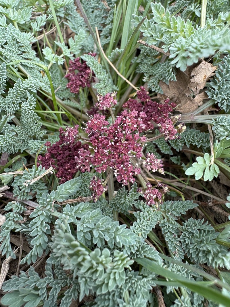 Rocky Mountain Springparsley photo 5