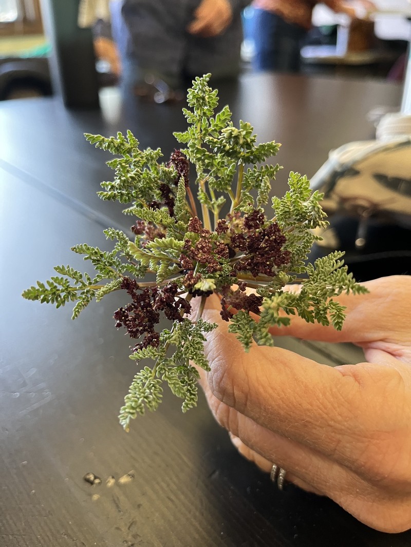 Rocky Mountain Springparsley photo 6