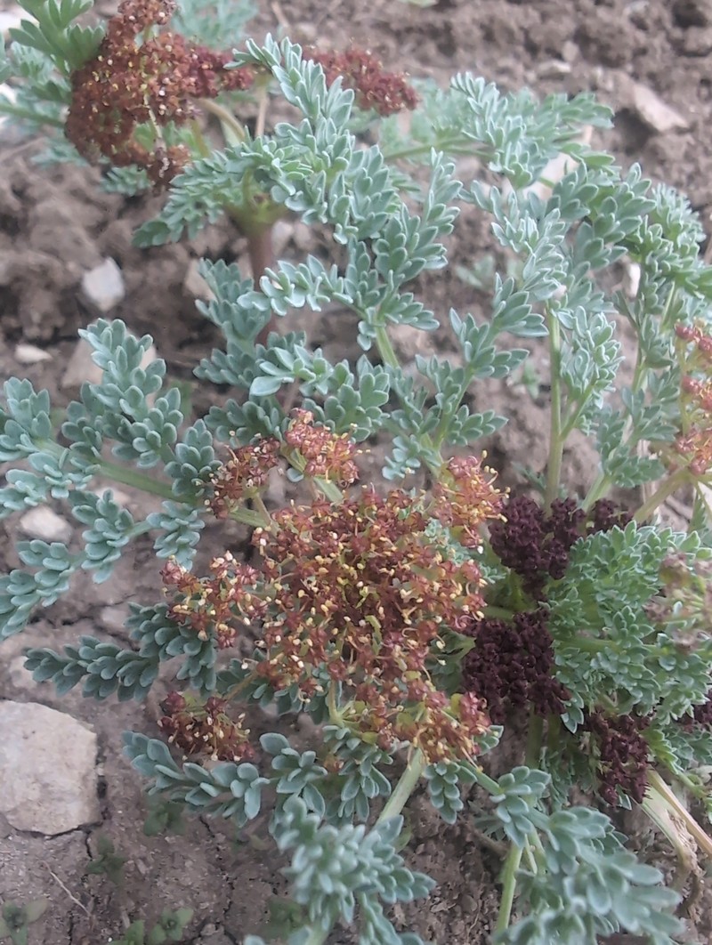 Rocky Mountain Springparsley photo 7
