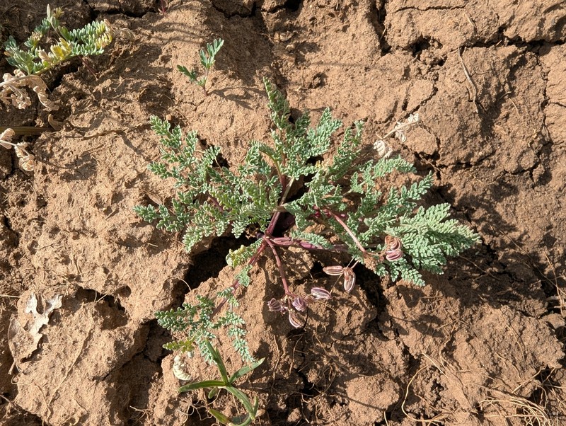 Rocky Mountain Springparsley photo 8