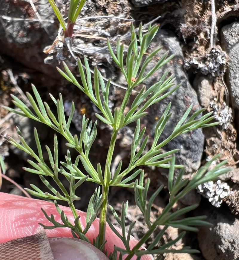 Umtanum Desertparsley photo 2
