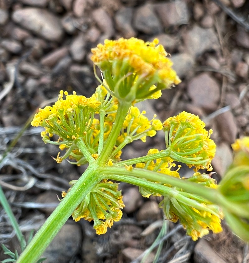 Umtanum Desertparsley photo 3