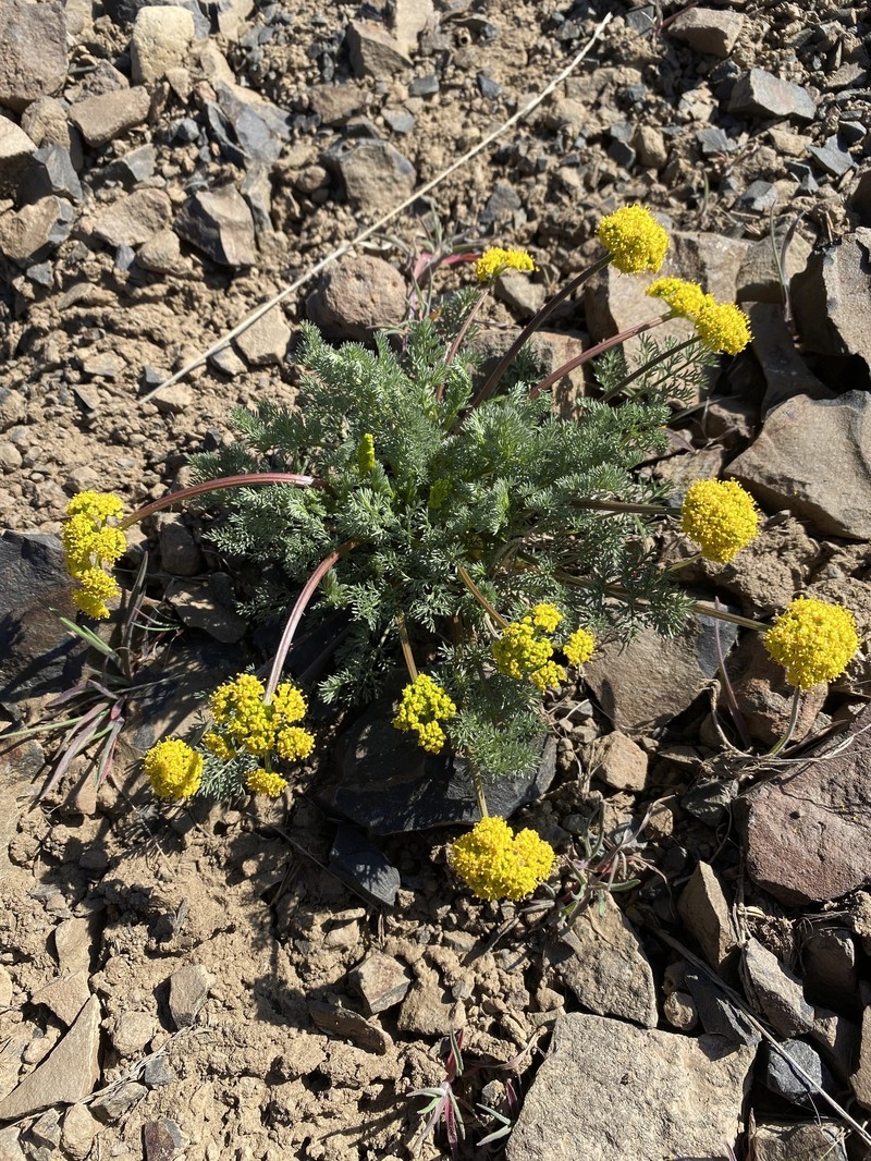 Umtanum Desertparsley