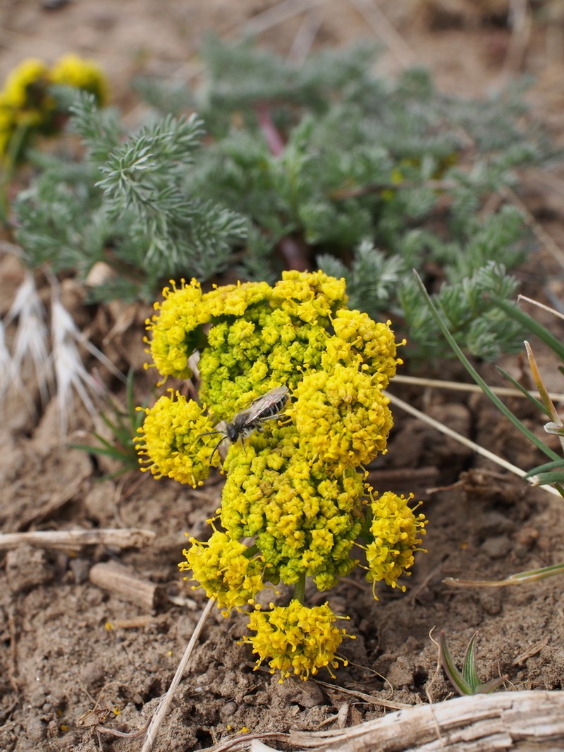 Umtanum Desertparsley photo 5