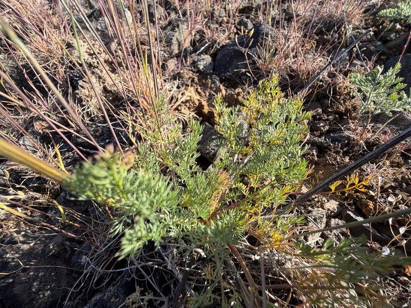 Umtanum Desertparsley photo 6