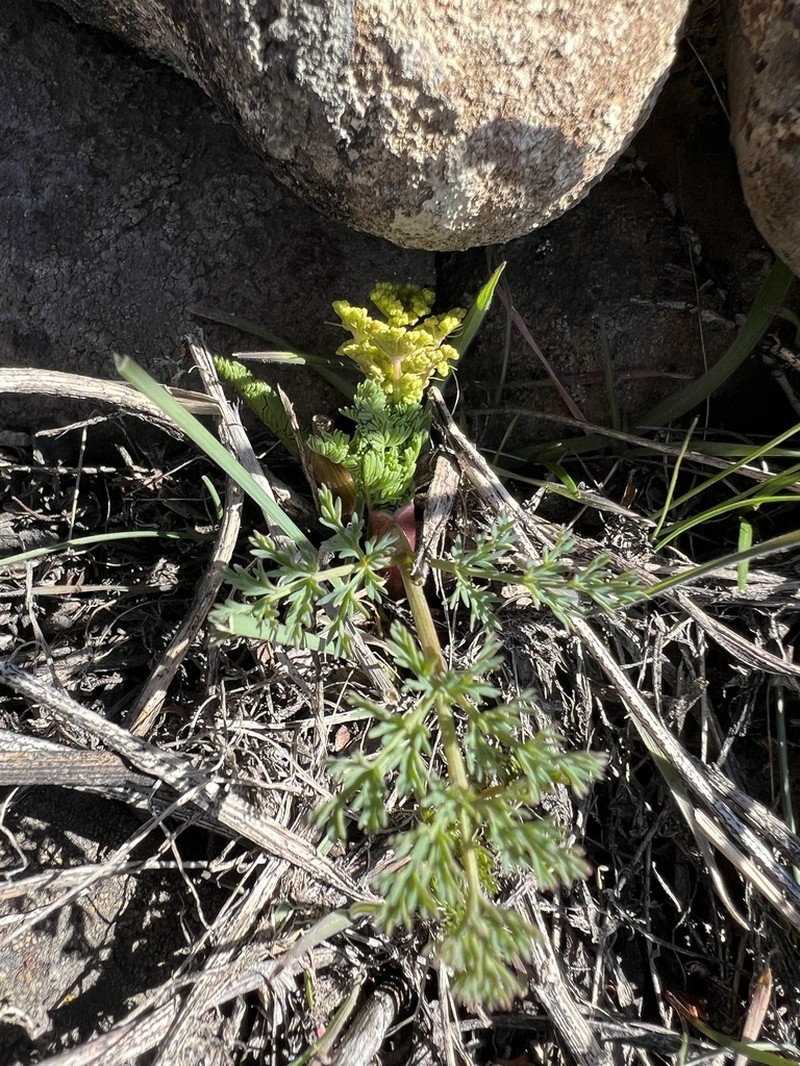 Umtanum Desertparsley photo 7