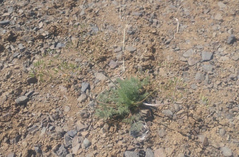 Umtanum Desertparsley photo 8