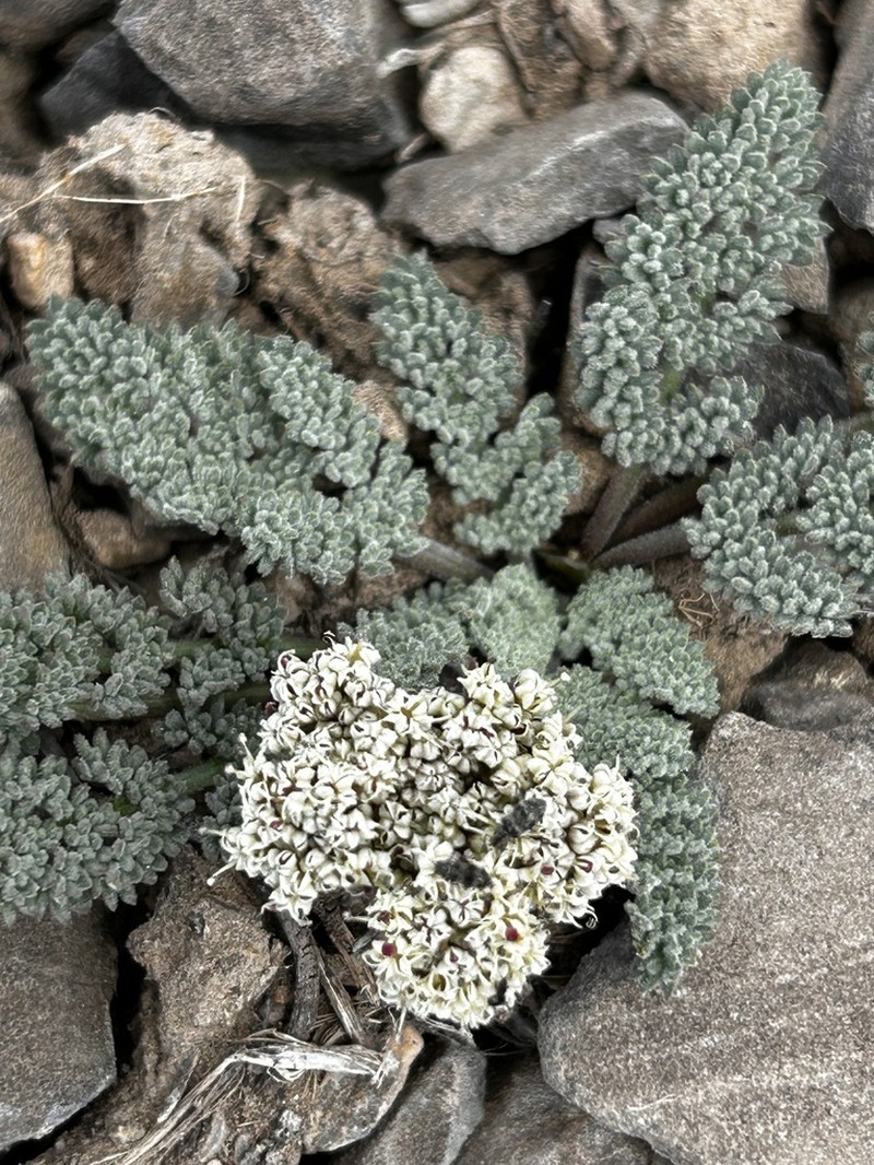 Lassen Parsley
