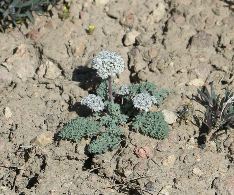 Lassen Parsley photo 2