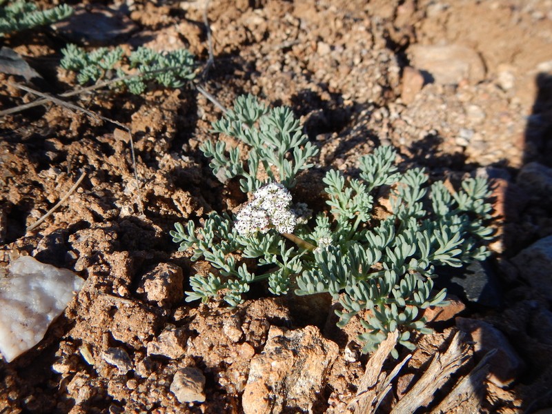 Lassen Parsley photo 3