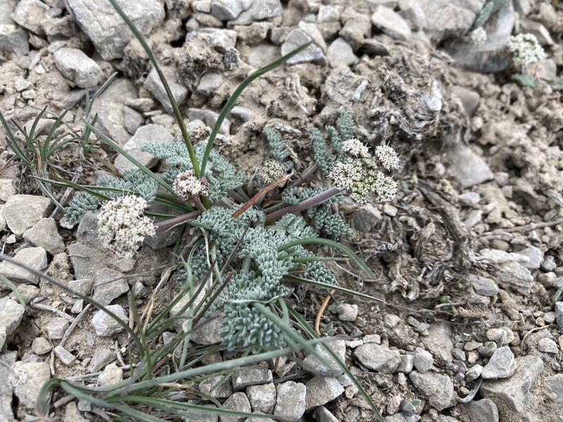 Lassen Parsley photo 4