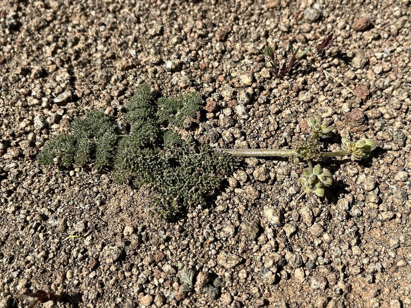 Lassen Parsley photo 5