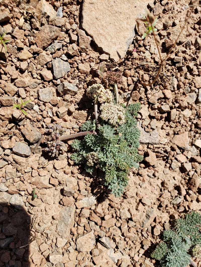 Lassen Parsley photo 6