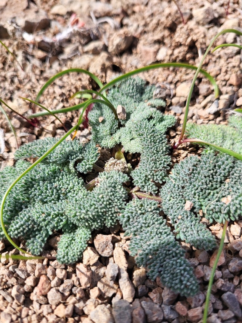 Lassen Parsley photo 7