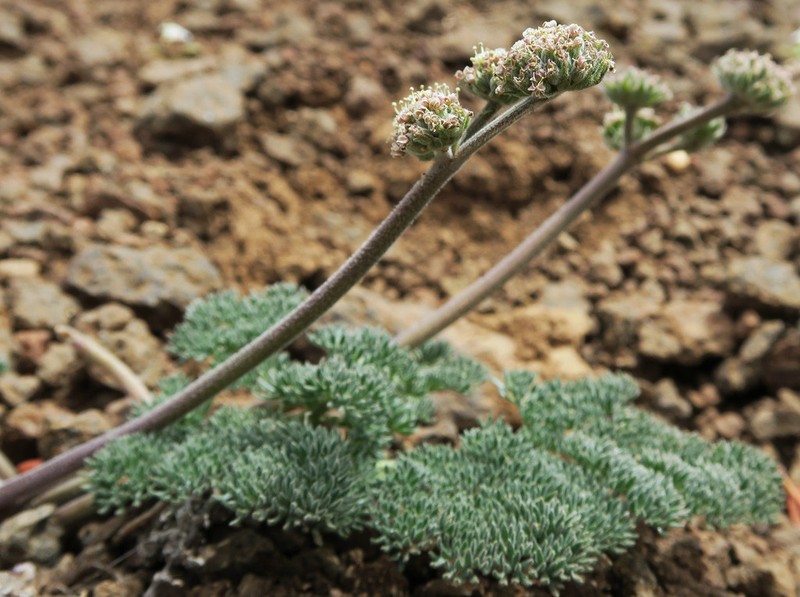 Lassen Parsley photo 8