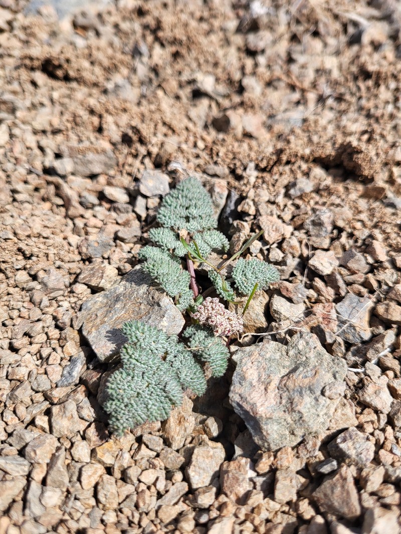 Lomatium ravenii var. paiutense