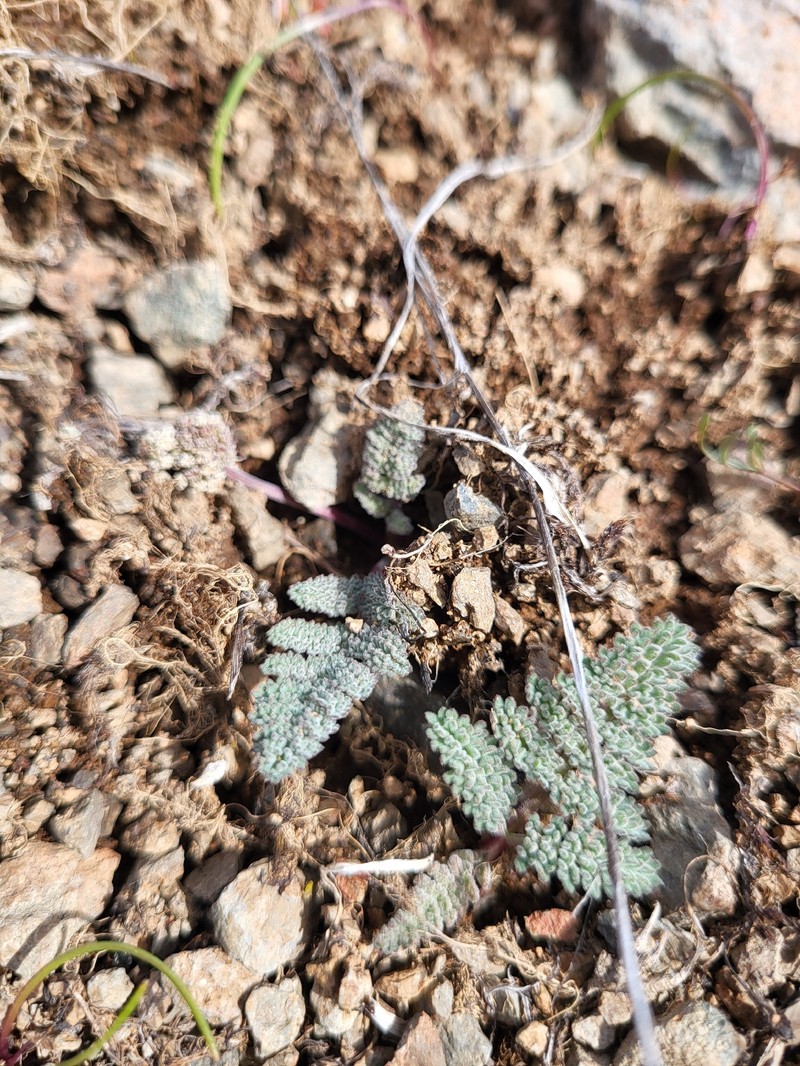 Lomatium ravenii var. paiutense photo 2