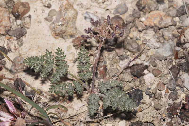 Lomatium ravenii var. paiutense photo 5