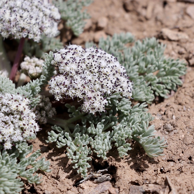 Lomatium ravenii var. paiutense photo 6