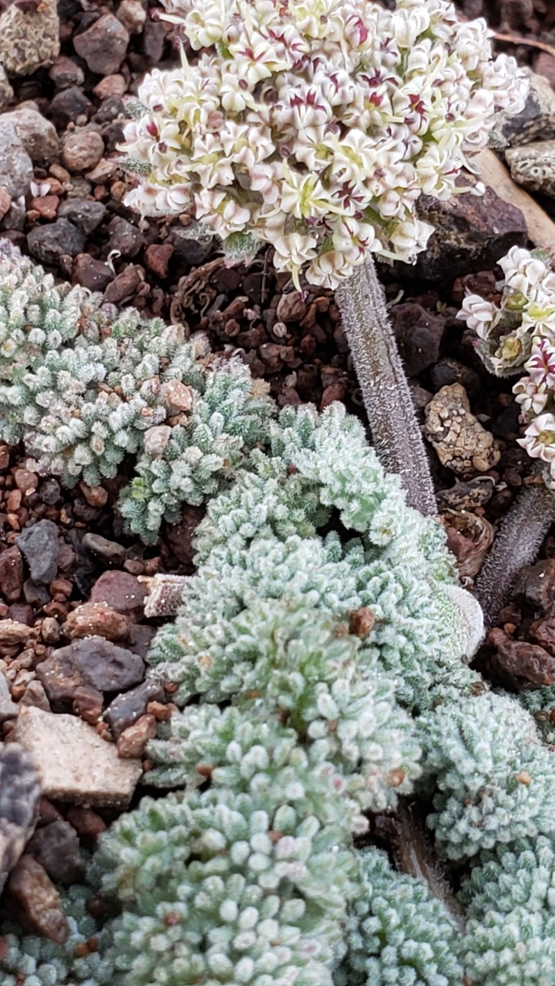Lomatium ravenii var. paiutense photo 7