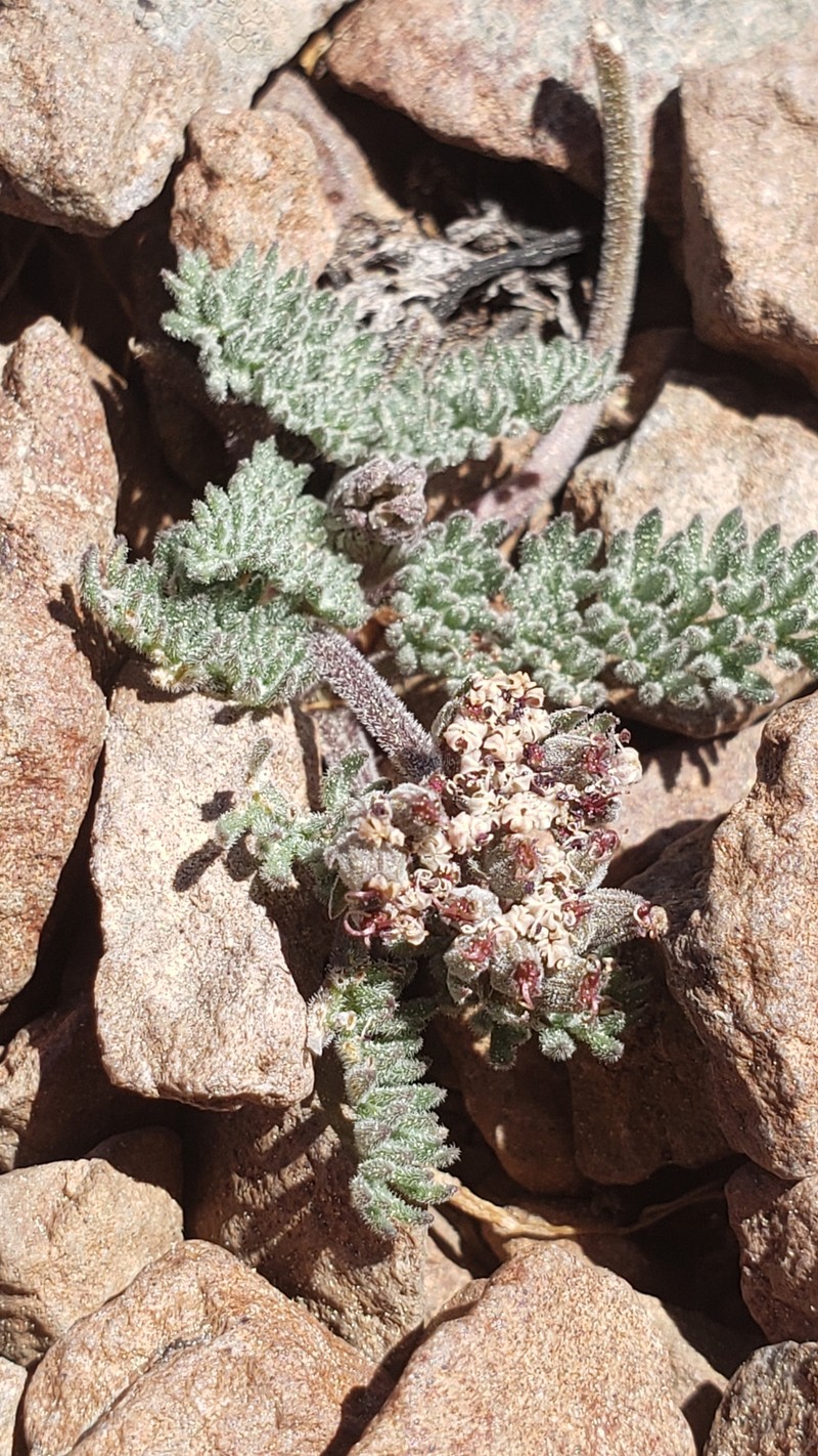 Lomatium ravenii var. paiutense photo 8
