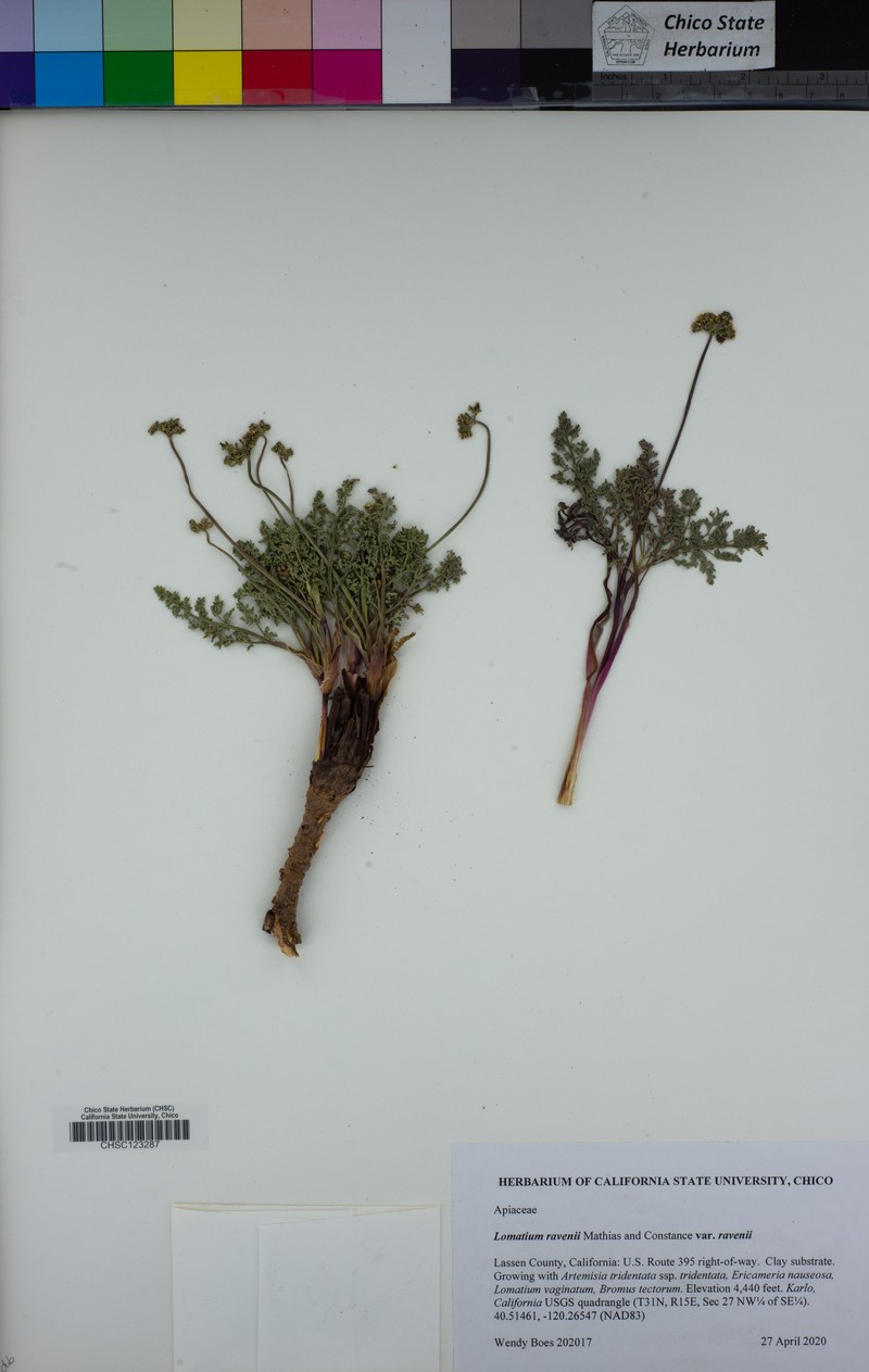 Lomatium ravenii var. ravenii
