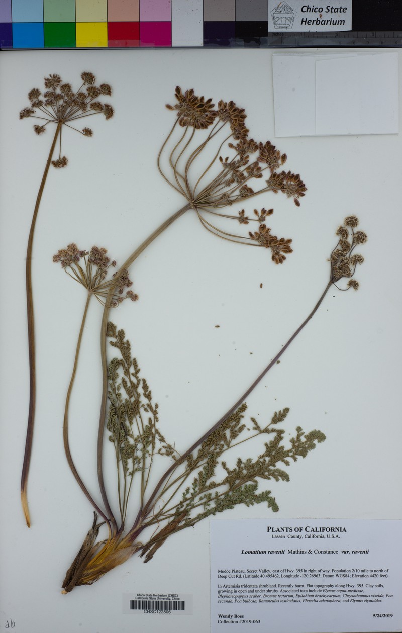 Lomatium ravenii var. ravenii photo 4