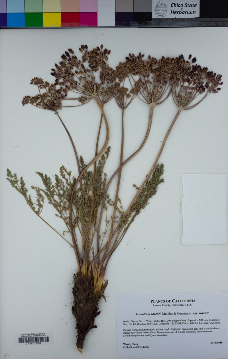 Lomatium ravenii var. ravenii photo 5