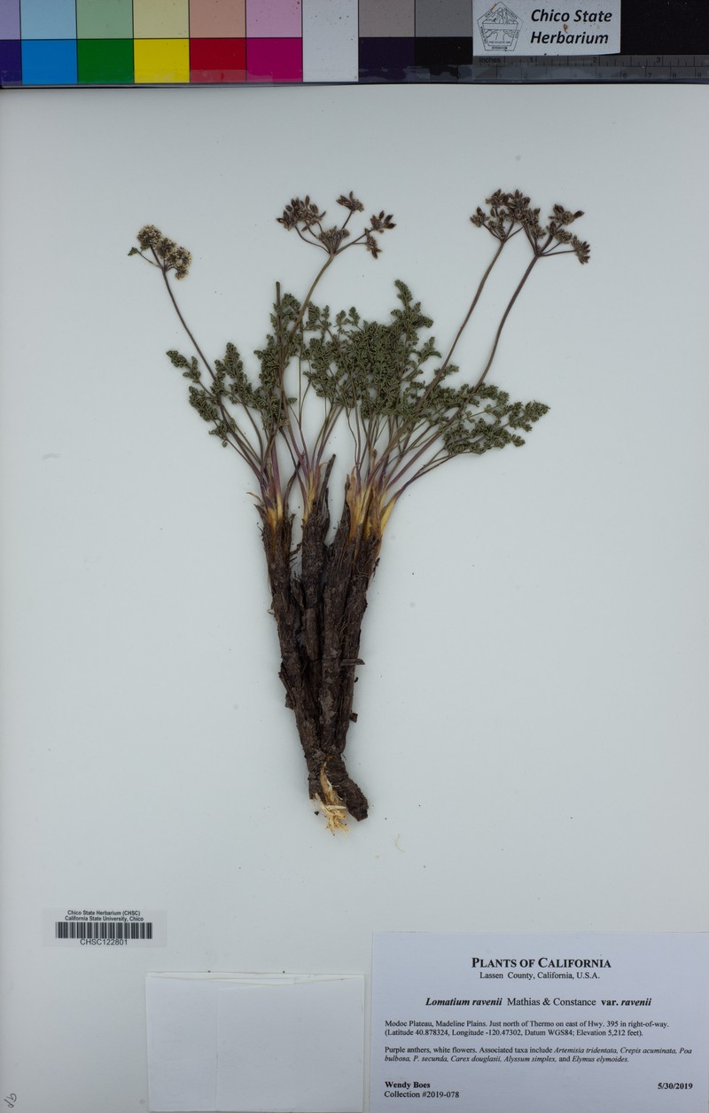 Lomatium ravenii var. ravenii photo 6