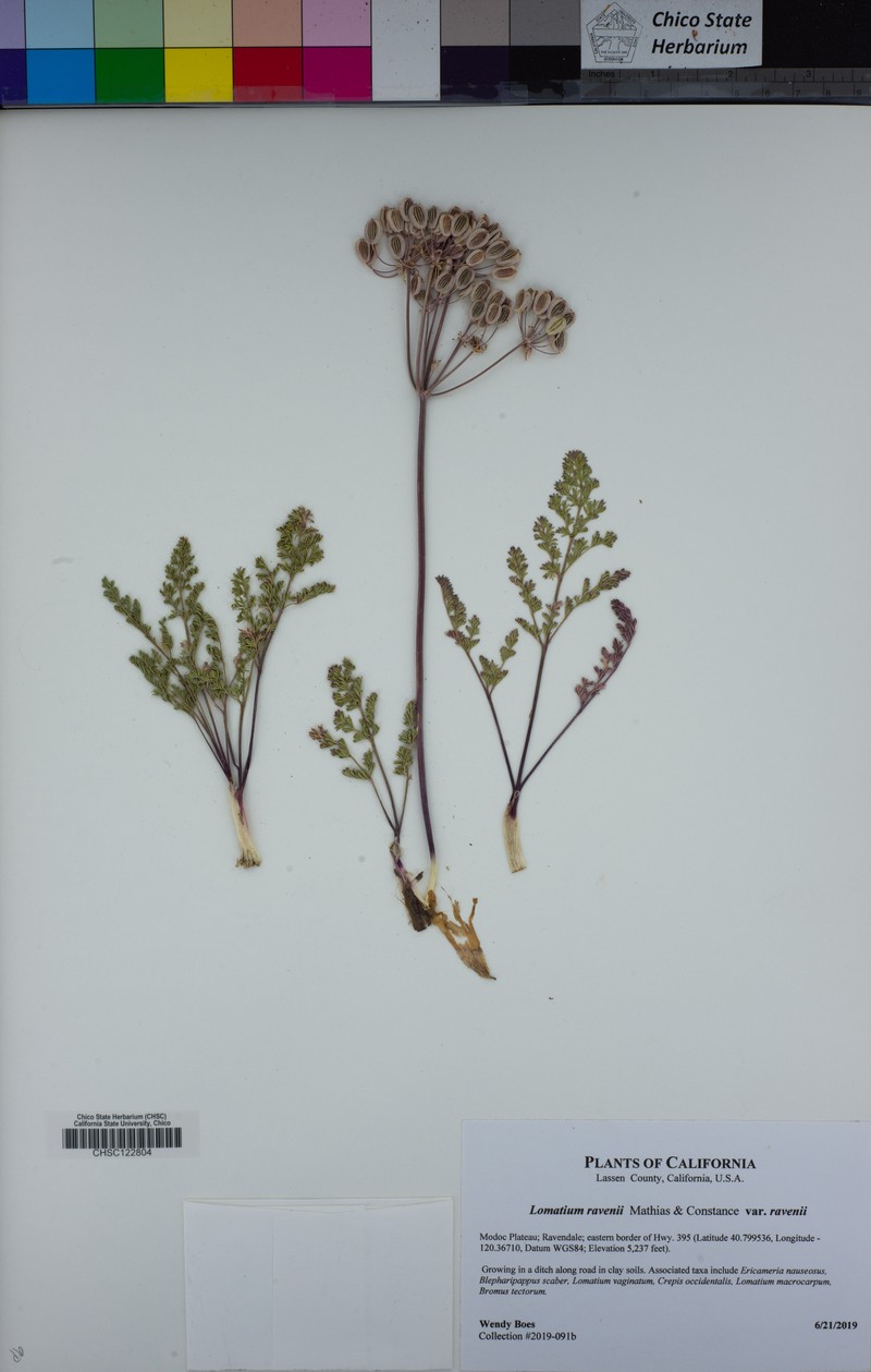 Lomatium ravenii var. ravenii photo 8