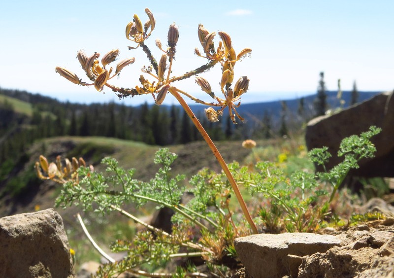 Lomatium refugianum