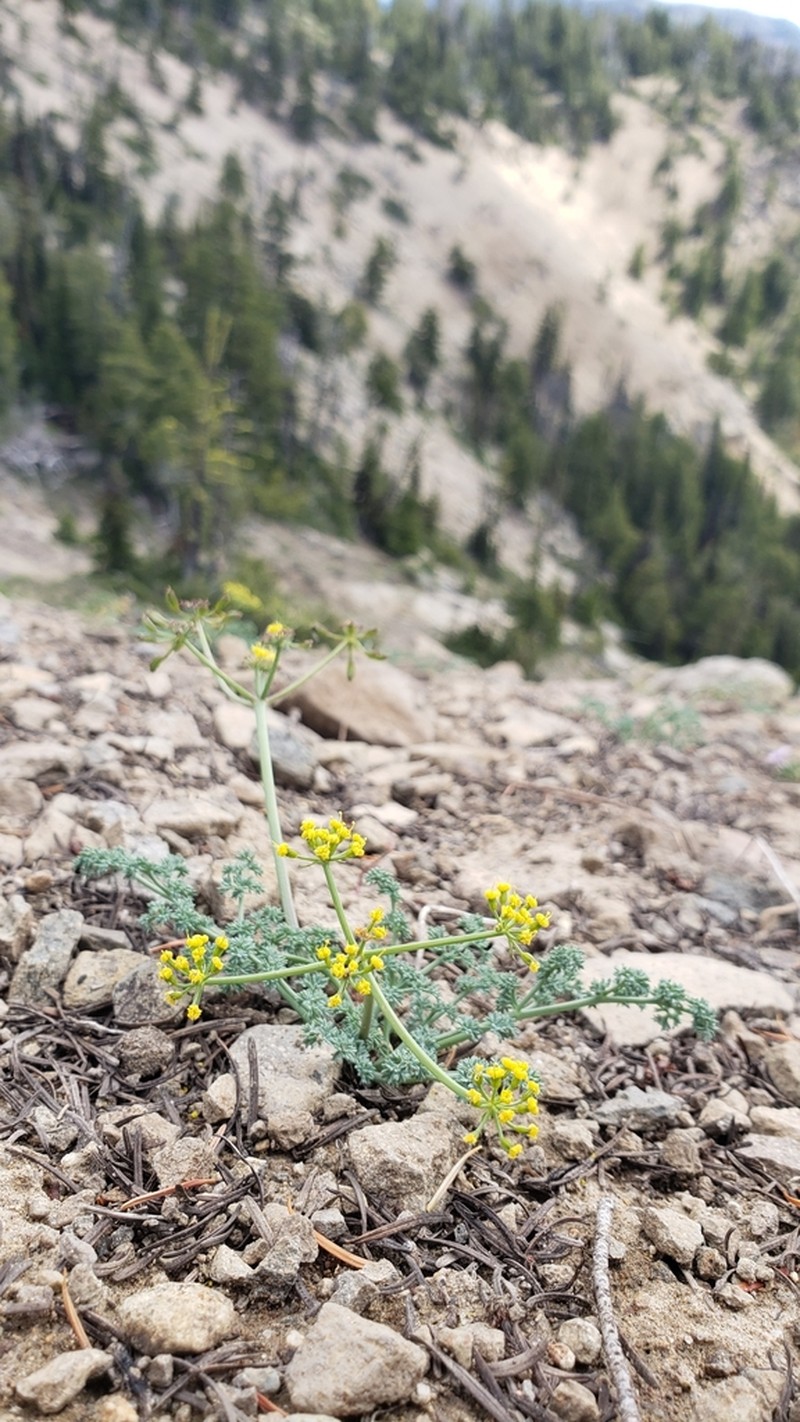 Lomatium refugianum photo 2