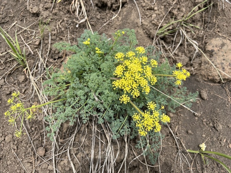 Lomatium refugianum photo 3