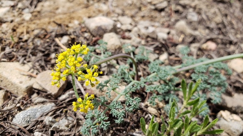 Lomatium refugianum photo 4