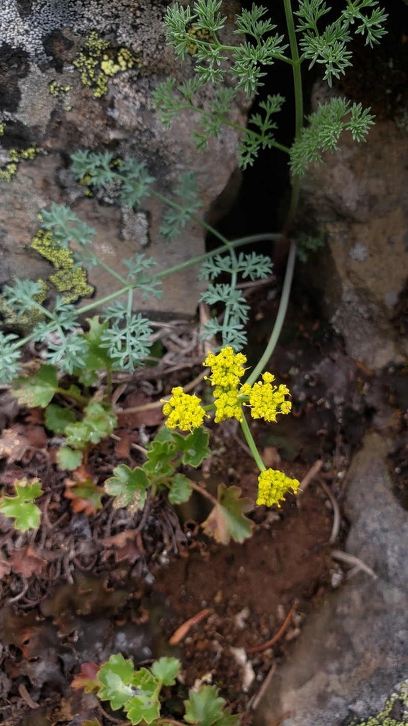Lomatium refugianum photo 5