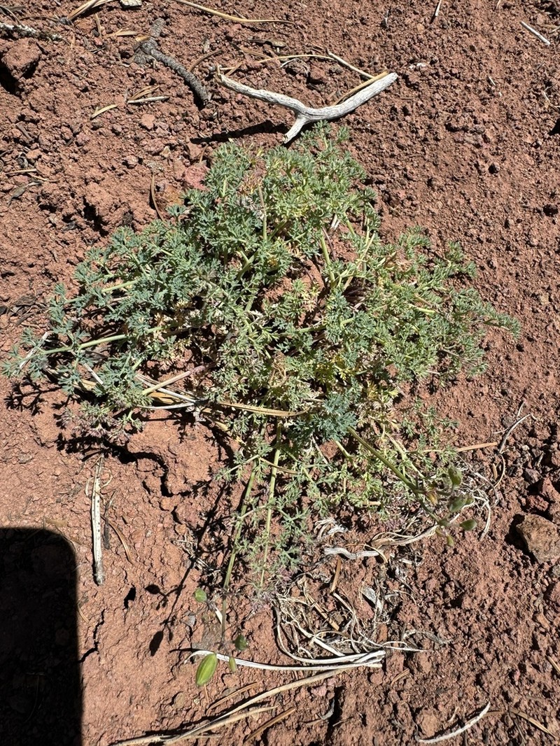 Lomatium refugianum photo 6