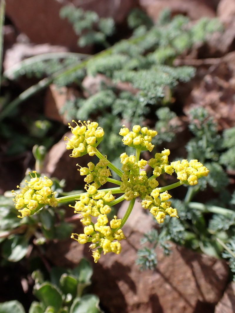 Lomatium refugianum photo 7