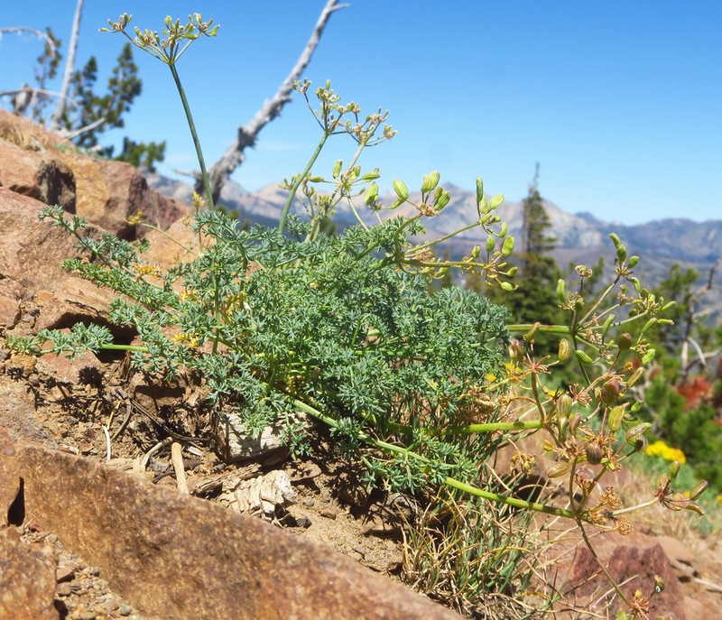 Lomatium refugianum photo 8
