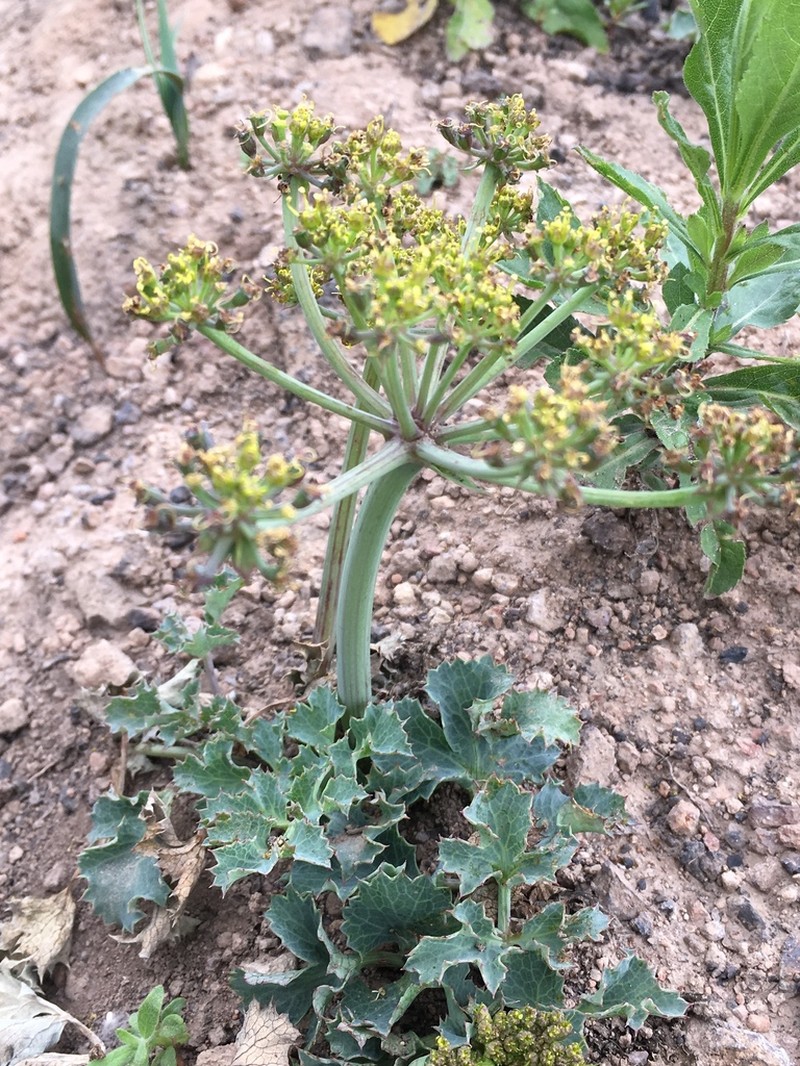 Napa Biscuitroot
